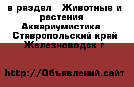  в раздел : Животные и растения » Аквариумистика . Ставропольский край,Железноводск г.